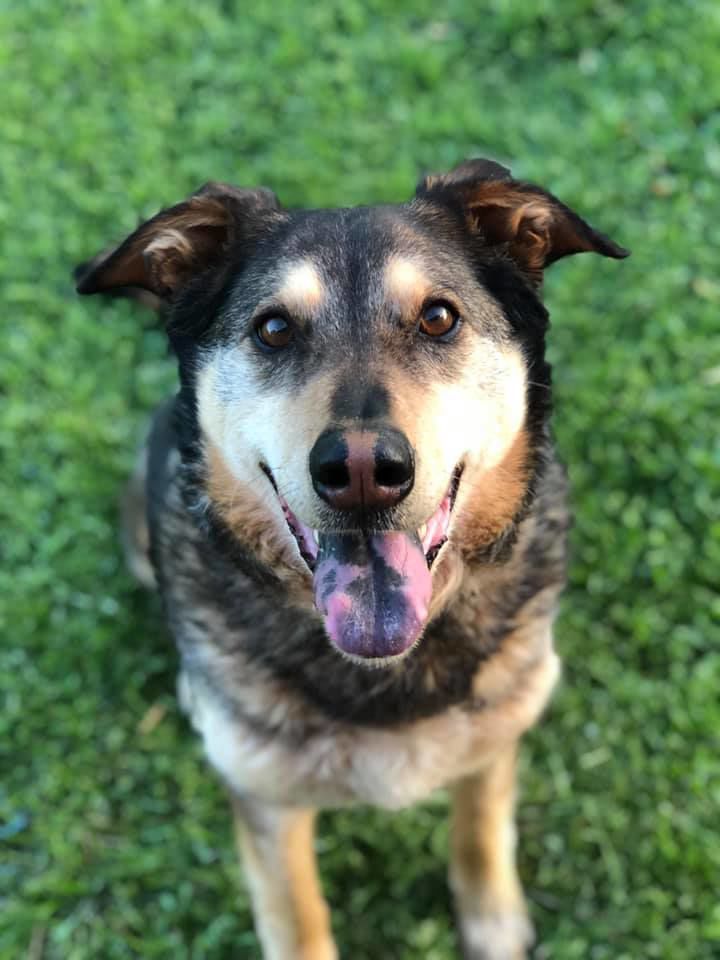 duke